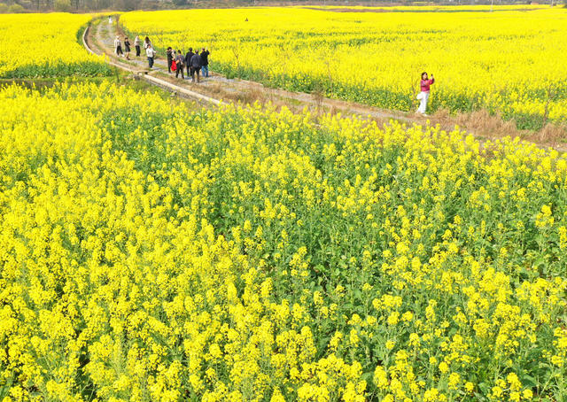 春光 油菜花 踏青 赏花