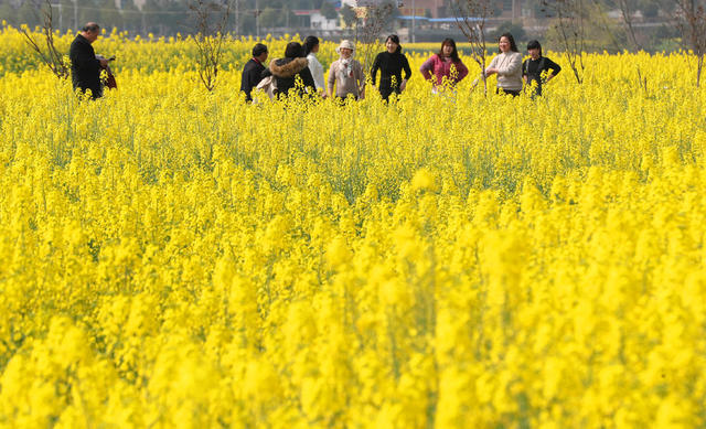 春光 油菜花 踏青 赏花