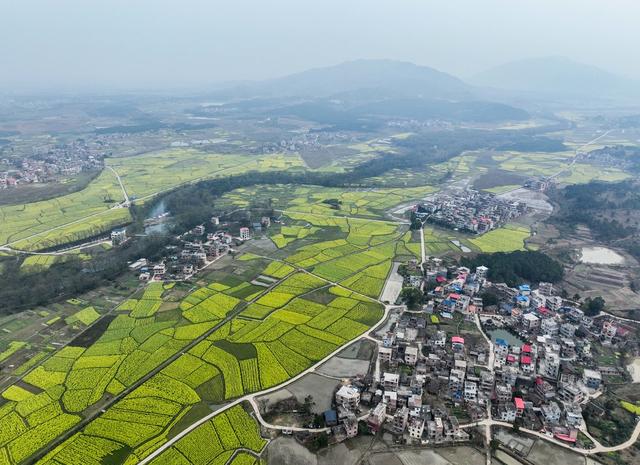 油菜花
春天
春耕
田园