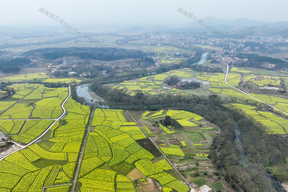 油菜花
春天
春耕
田园