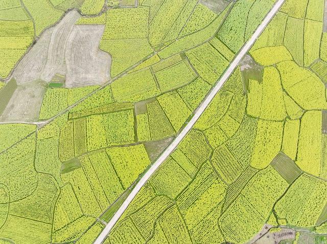 油菜花
春天
春耕
田园