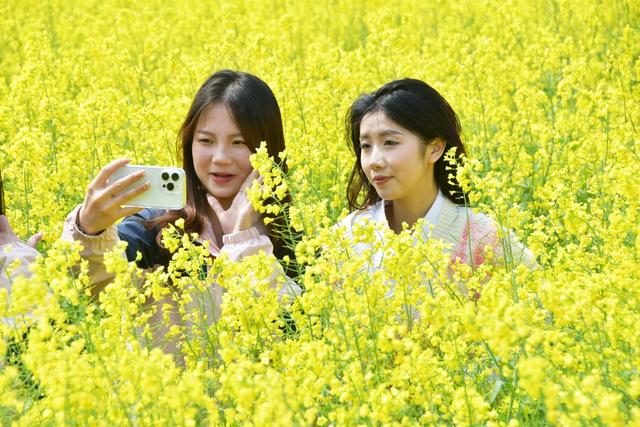  油菜花开春意闹
