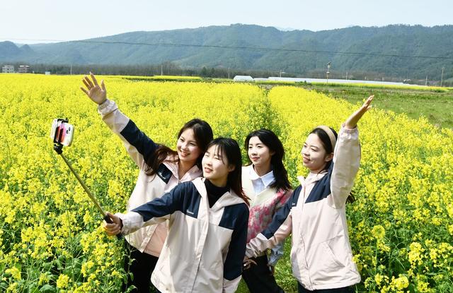  油菜花开春意闹