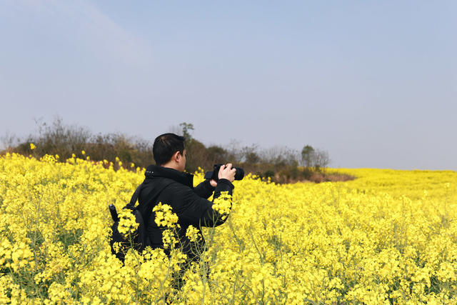 油菜花 旅游 踏青 三八 三八妇女节 