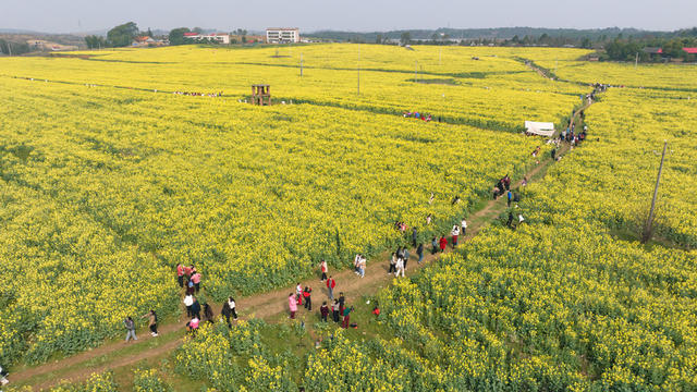 油菜花 旅游 踏青 三八 三八妇女节 