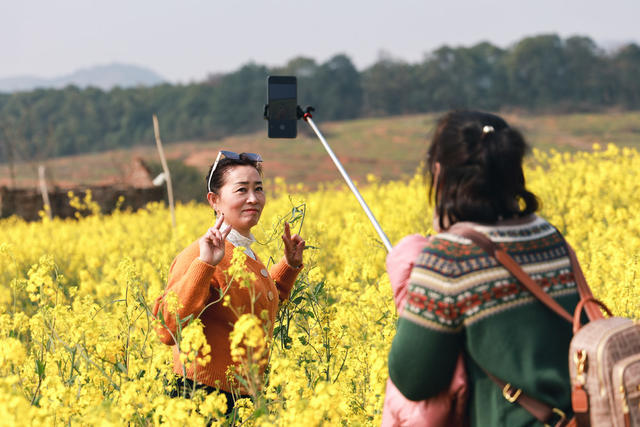 油菜花 旅游 踏青 三八 三八妇女节 