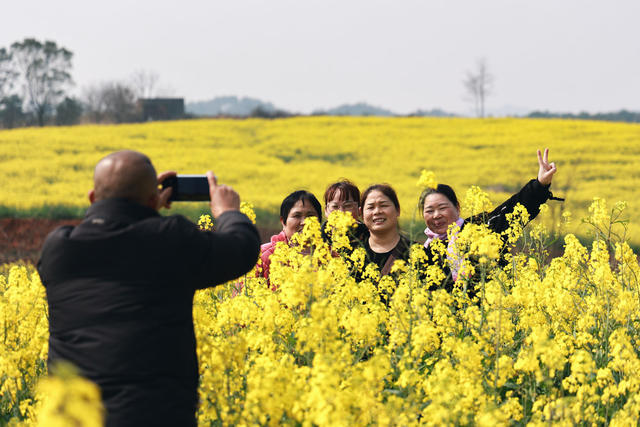 油菜花 旅游 踏青 三八 三八妇女节 