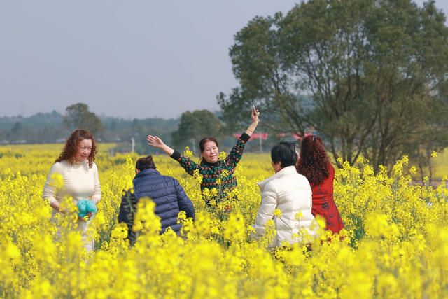 油菜花 旅游 踏青 三八 三八妇女节 