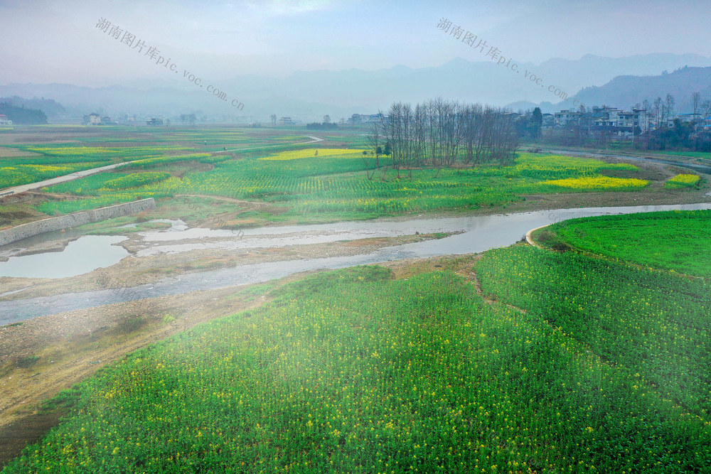 湖南 龙山 如诗如画 春光 小河 薄雾  油菜花 油菜叶 山村