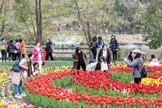 旅游 花海  春光  