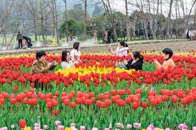 旅游 花海  春光  