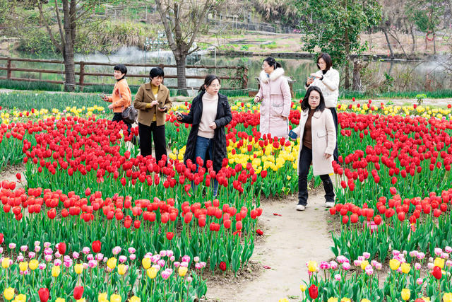旅游 花海  春光  
