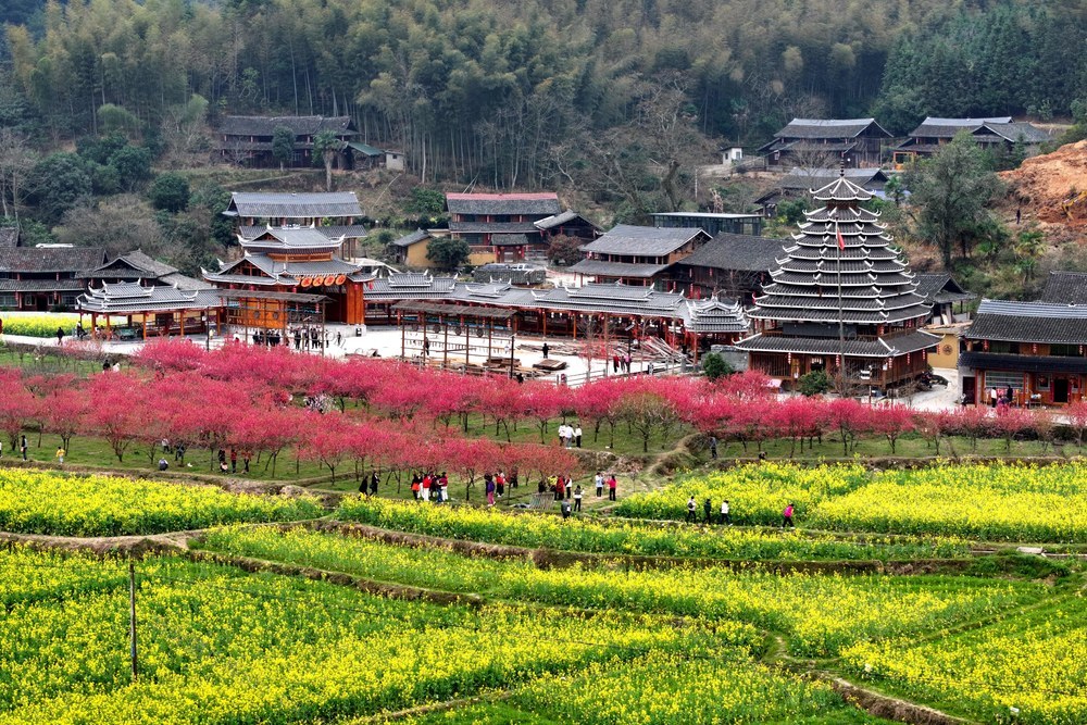 春天、花、乡村、旅游、景色