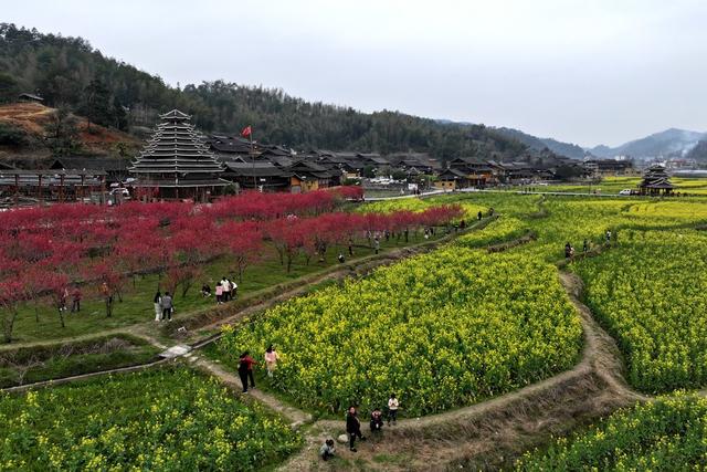 春天、花、乡村、旅游、景色