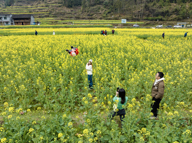 油菜花 春光 