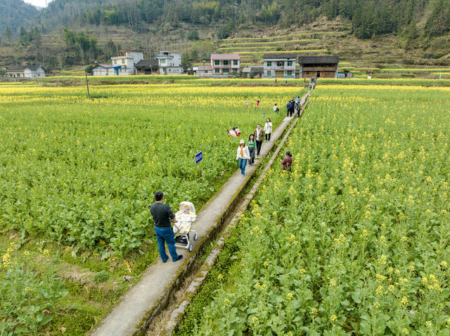 油菜花 春光 