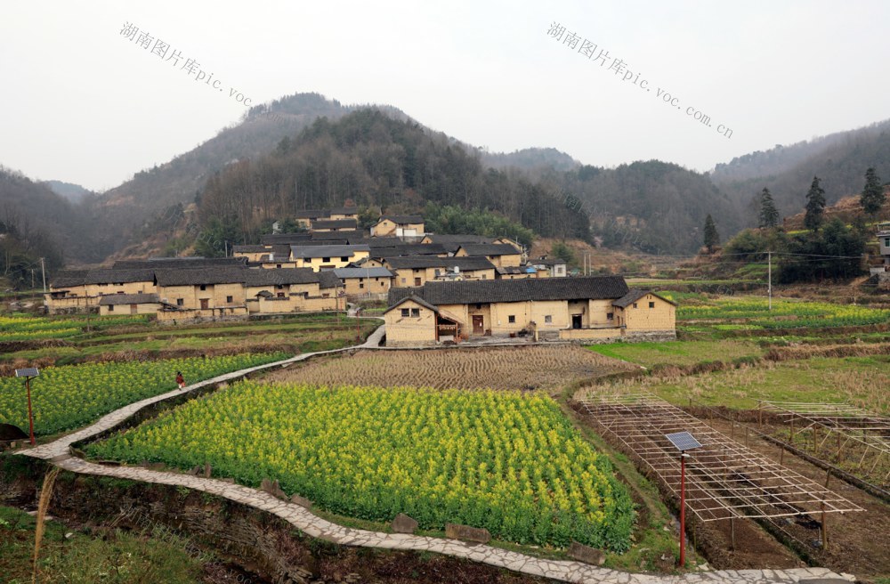 凤凰县 千工坪 黄沙坪  油菜花开 春意盎然  传统古建筑