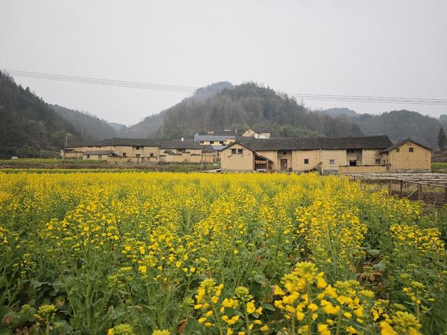 凤凰县 千工坪 黄沙坪  油菜花开 春意盎然  传统古建筑