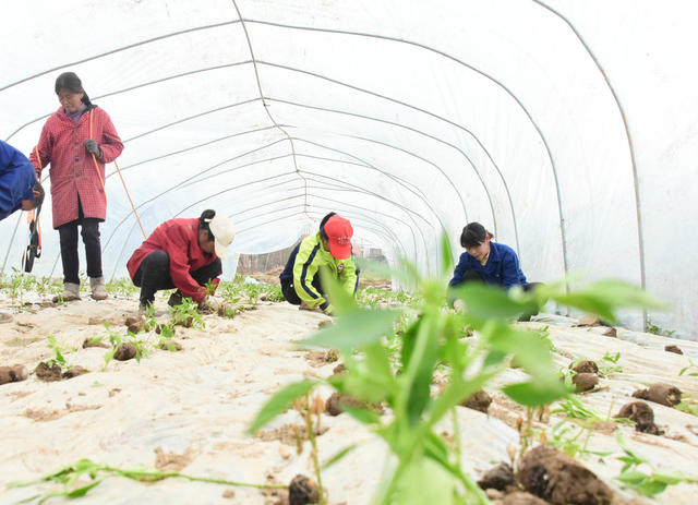 种植业  大棚辣椒   幼苗移栽  抢抓农时  增产增收 