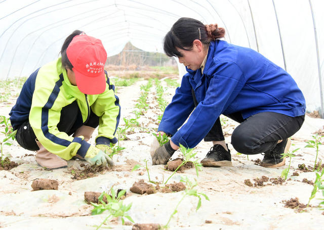 种植业  大棚辣椒   幼苗移栽  抢抓农时  增产增收 