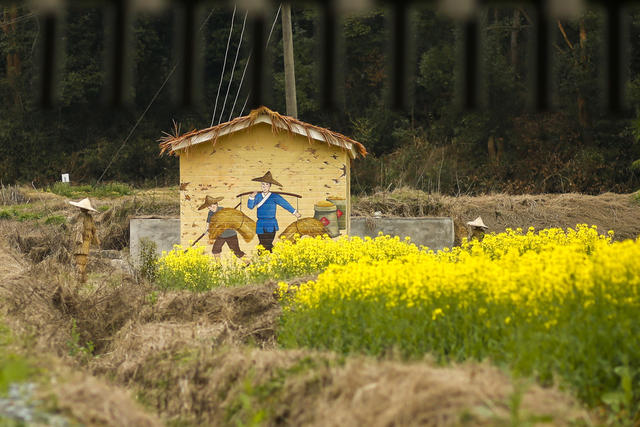 长沙县，油菜花，旅游