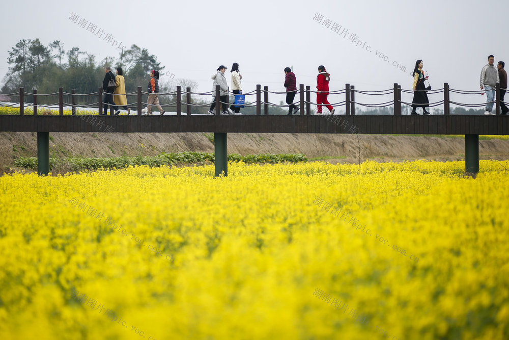 长沙县，油菜花，旅游