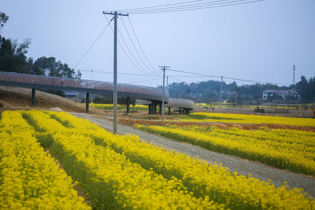 长沙县，油菜花，旅游