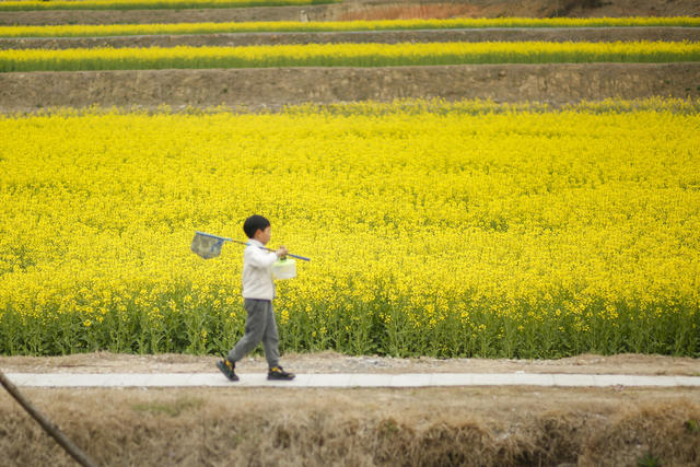 长沙县，油菜花，旅游