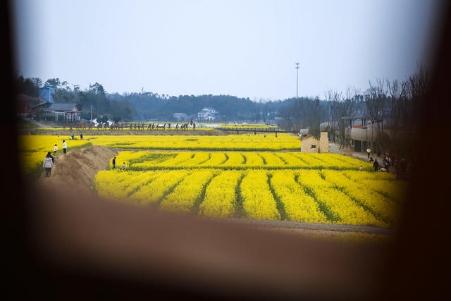长沙县，油菜花，旅游