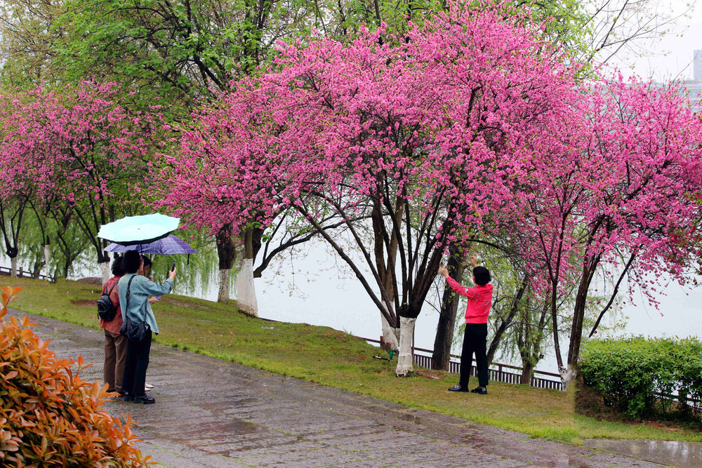 冒雨  赏花