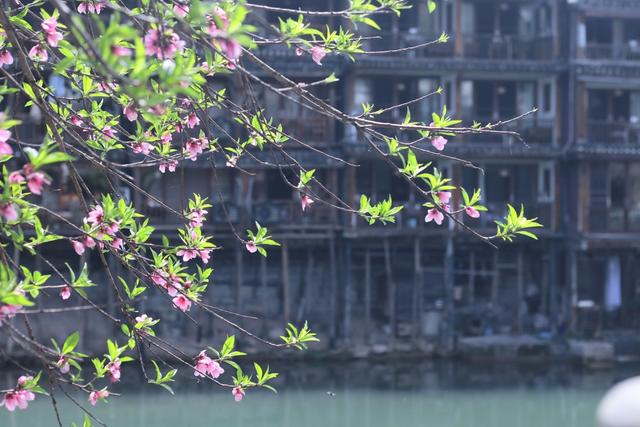 春天 5A景区 凤凰古城 船 江 绿水青山 踏青