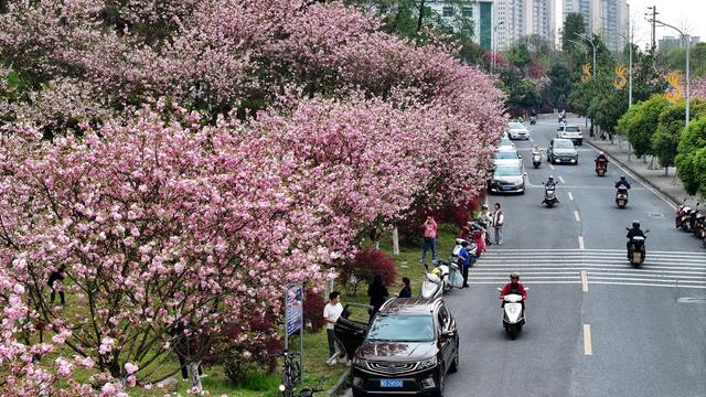 樱花 风景线 打卡 