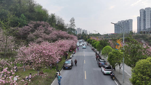 樱花 风景线 打卡 