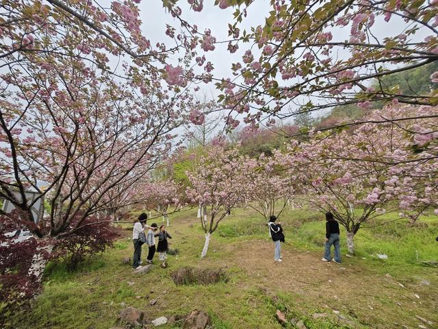 樱花 风景线 打卡 