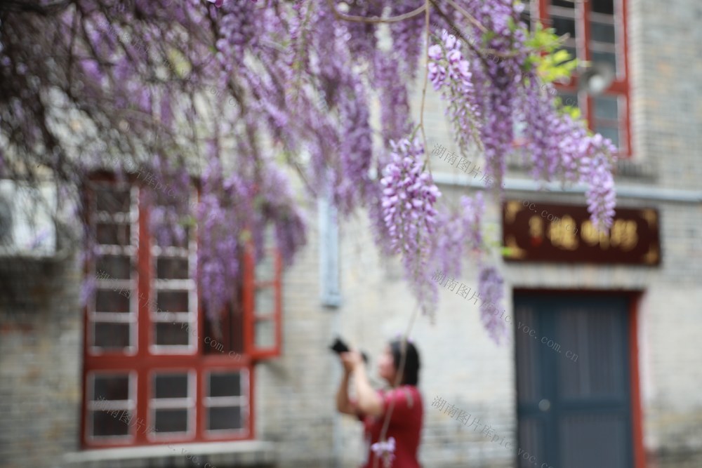 吉首  大学  师范  小学生  紫藤  书院  合影  摄影  市民  欣赏  