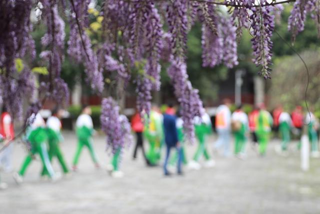 吉首  大学  师范  小学生  紫藤  书院  合影  摄影  市民  欣赏  