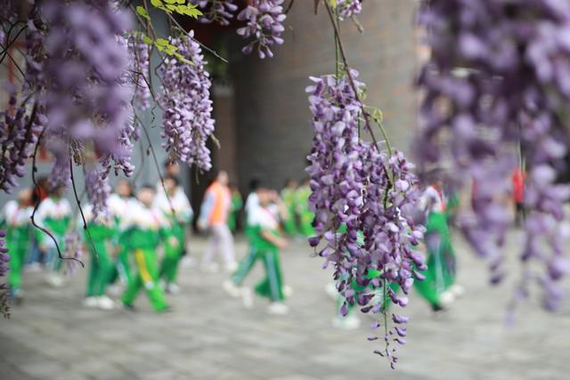 吉首  大学  师范  小学生  紫藤  书院  合影  摄影  市民  欣赏  
