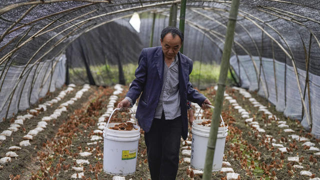 羊肚菌 增收 