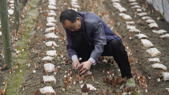 羊肚菌 增收 