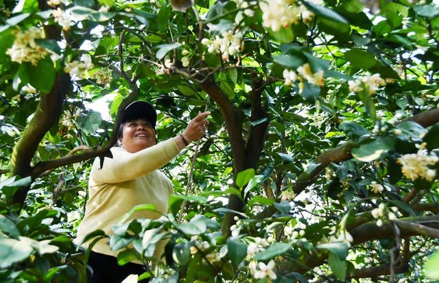 柚子花  授粉忙 