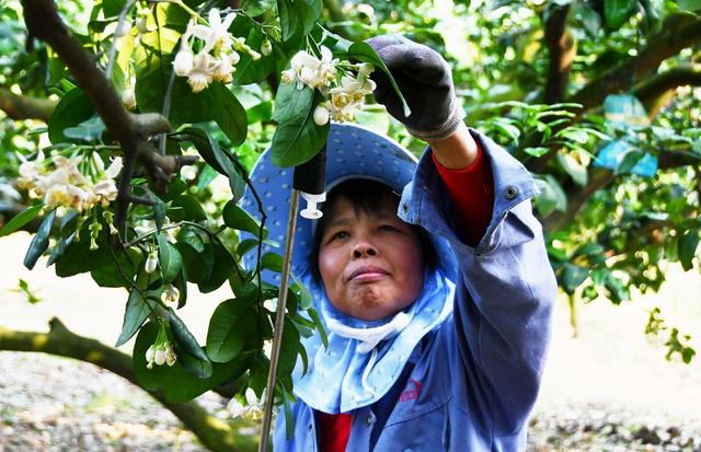 柚子花  授粉忙 