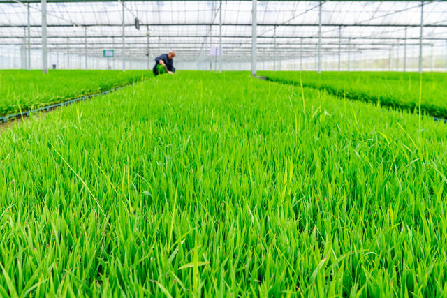 智慧育秧  粮食生产