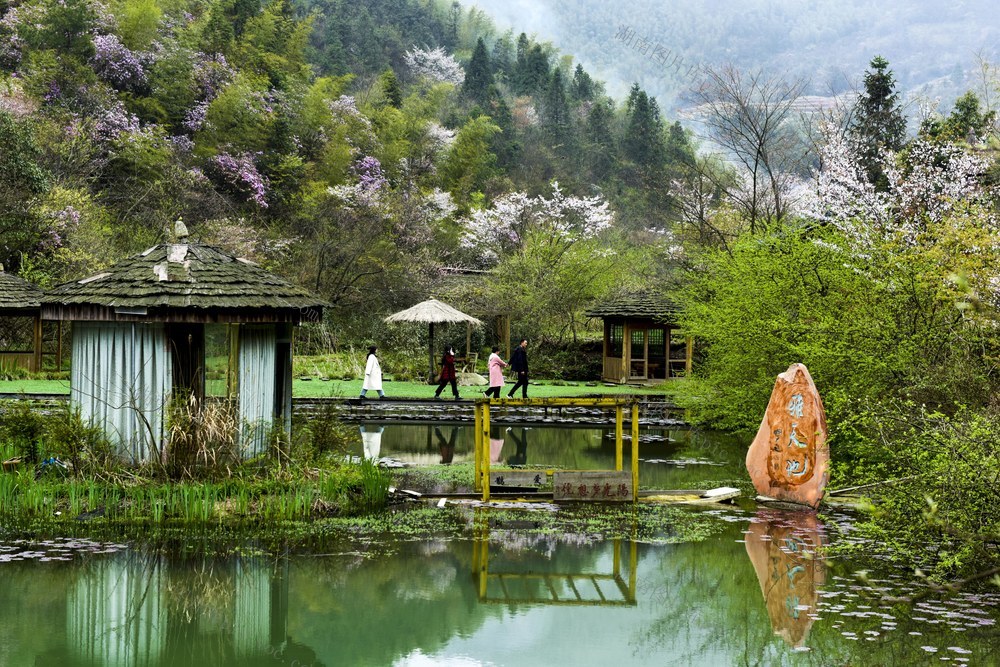 杜鹃花  游客