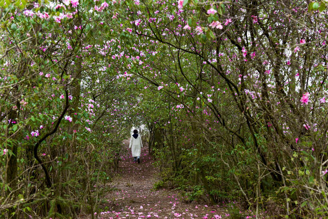 杜鹃花  游客