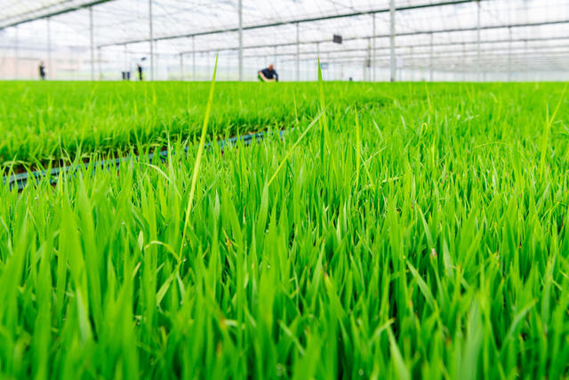 智慧育秧  粮食生产