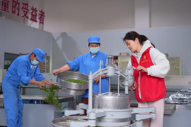 科技 助农 茶厂 茶叶 机器