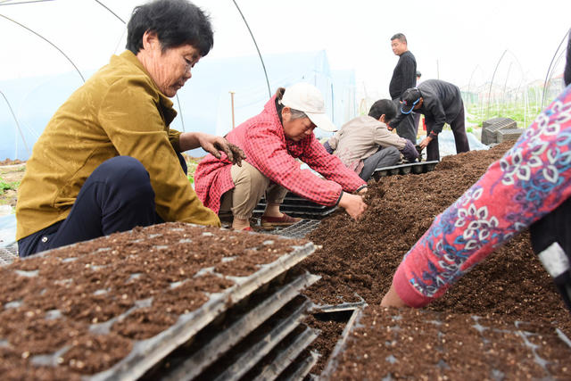 农业  蔬菜生产  辣椒种植  家庭农场  错峰上市  促进增收