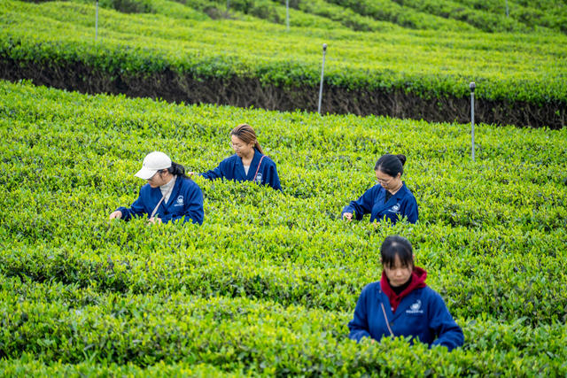 采春茶 实践 生产