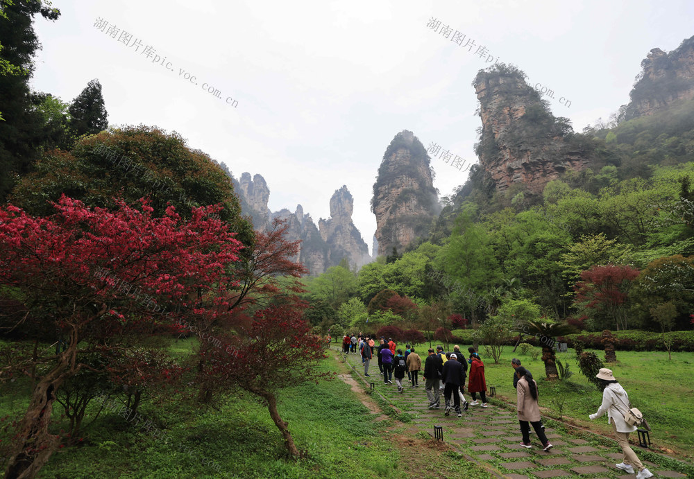 张家界国家森林公园 旅游 旺季