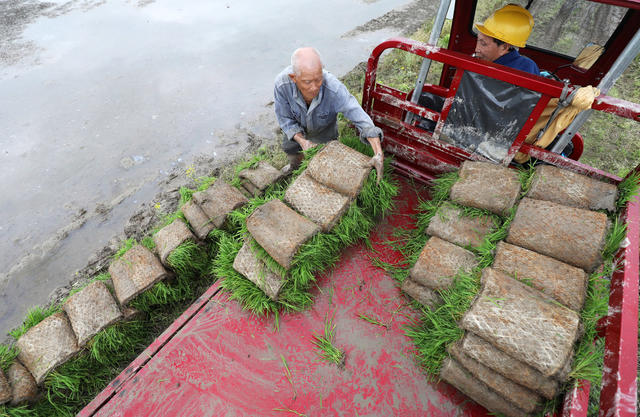 早稻插秧  不负春光 春耕备耕 农事忙 农业产业 粮食生产